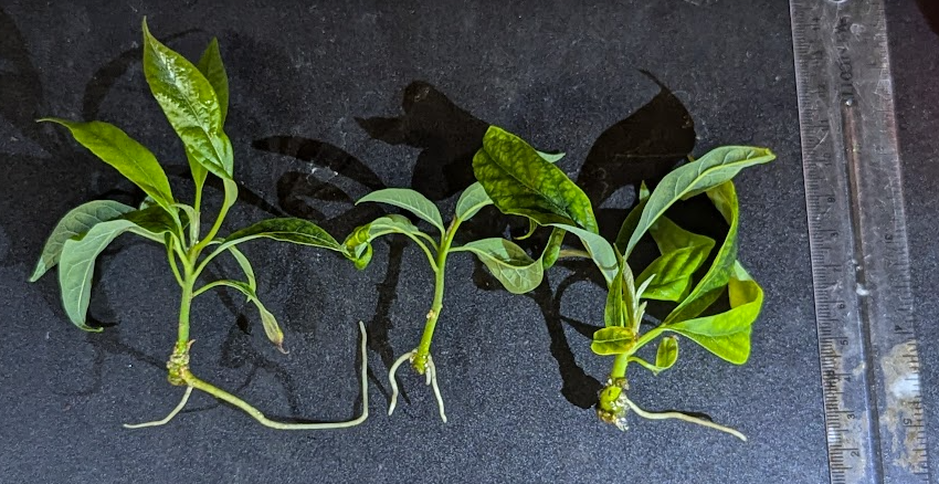 Avocado Rooted Cultures