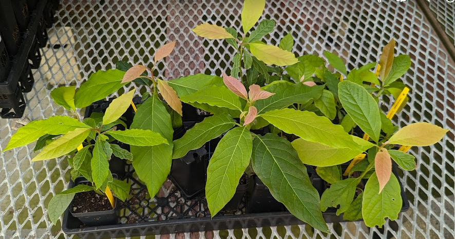 Tissue Culture Avocados in Greenhouse