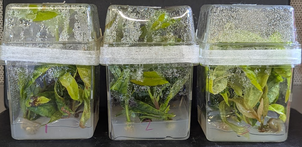 Avocado Multiplication Cultures