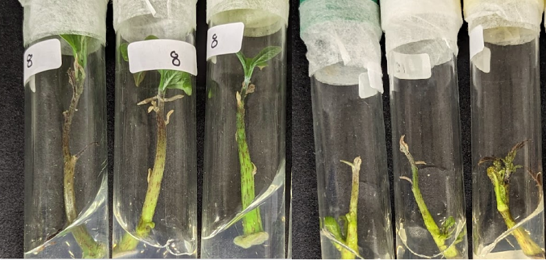 Avocado Tissue Cultures in Rooting Phase