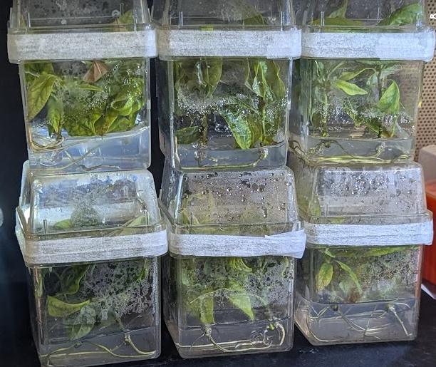 Avocado Tissue Cultures