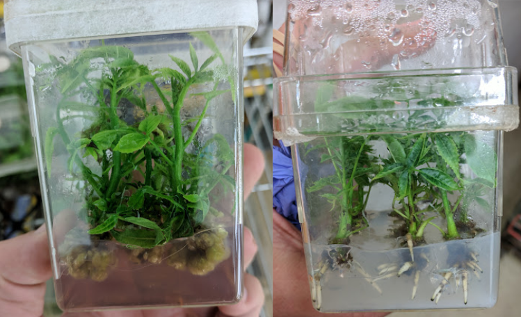 Chandler Cultures in Multiplication and Rooting