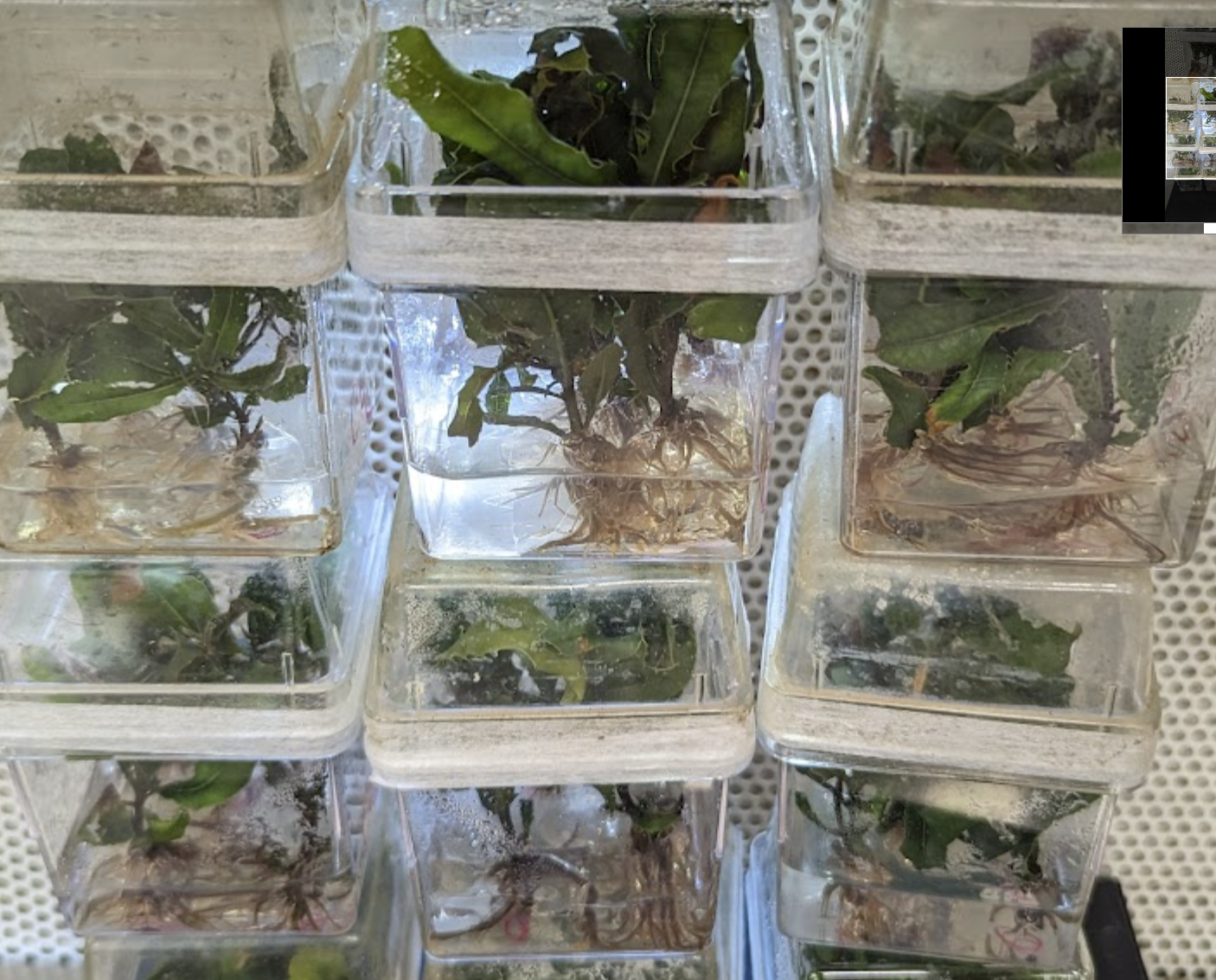 2023 Macadamia Rooting