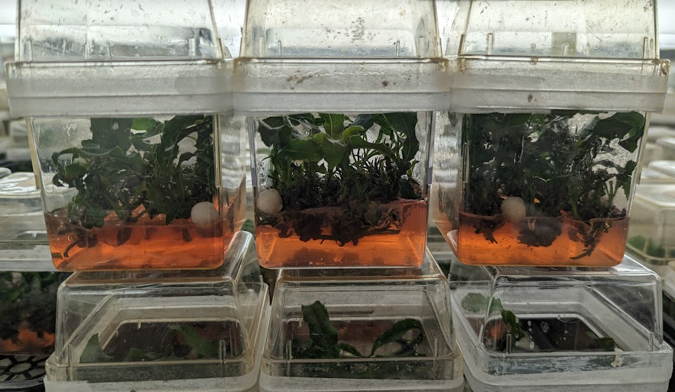 Avocado Rooted Cultures