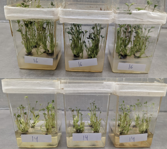 Peonies in Experiment