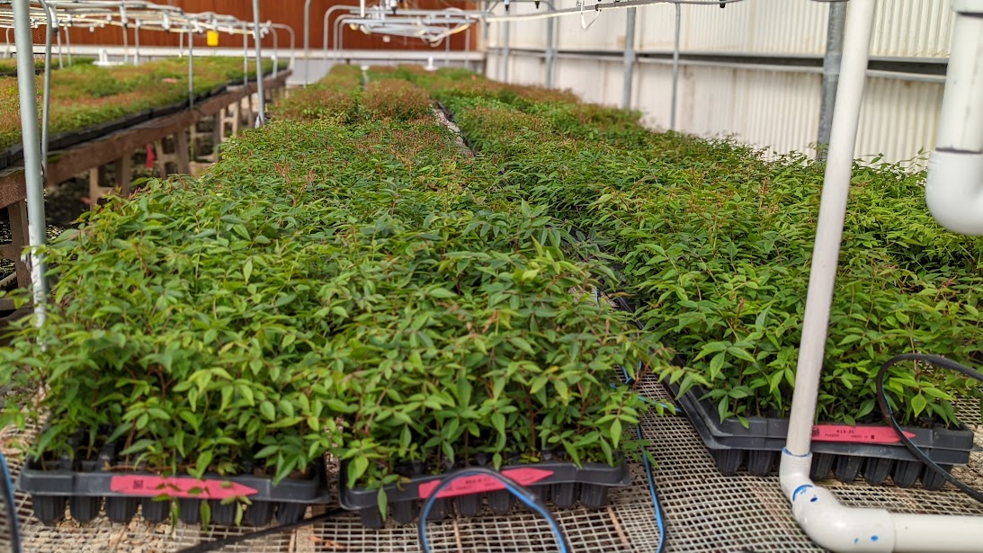 Pistachio Greenhouse