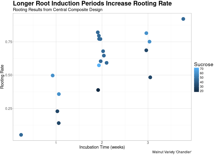 Rooting Rates for Chandler